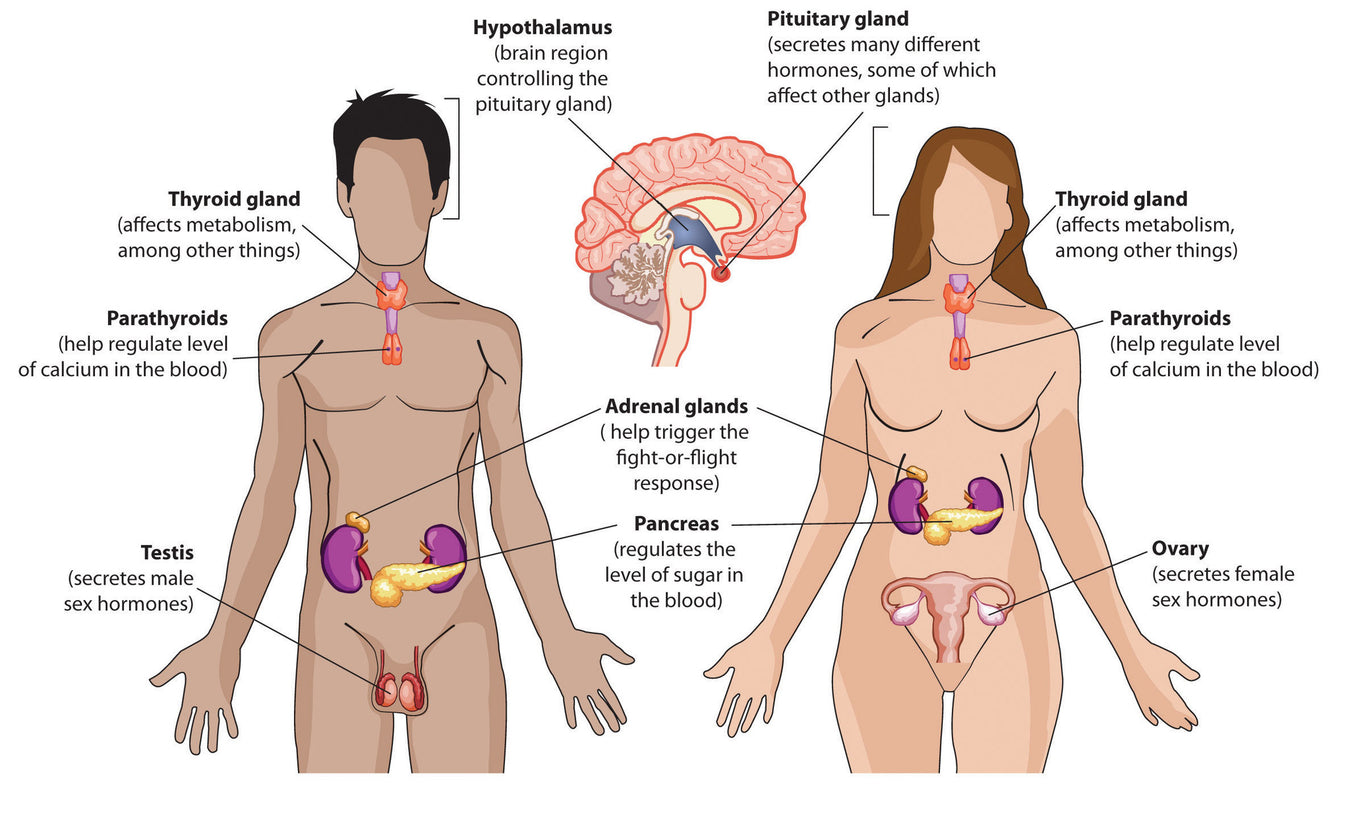 Thyroid, Adrenal & Endocrine