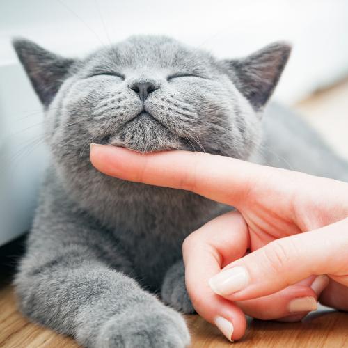 Pet Mood & Behaviour Problems