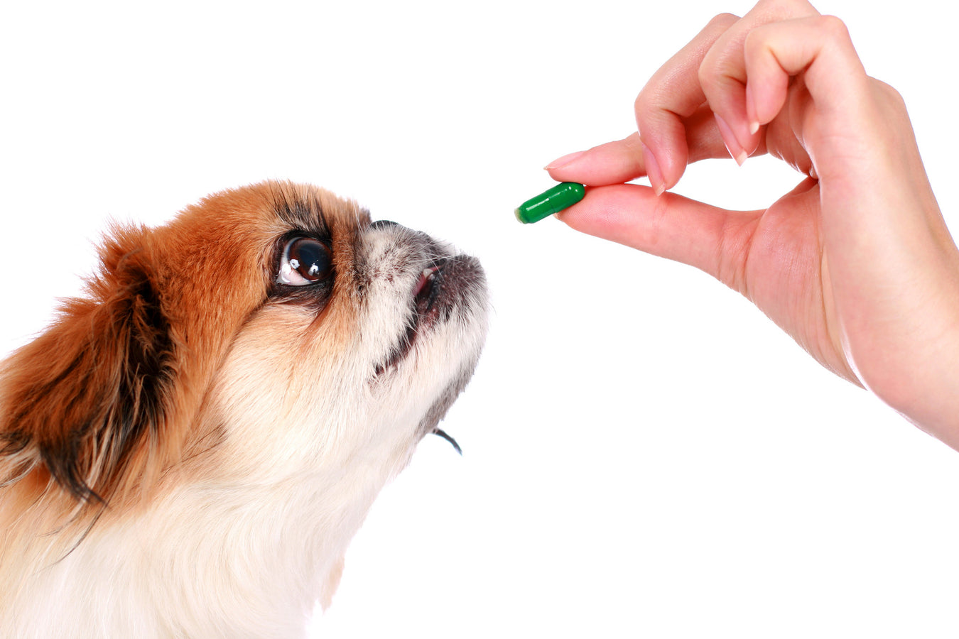 Pet Health Supplements & Vitamins